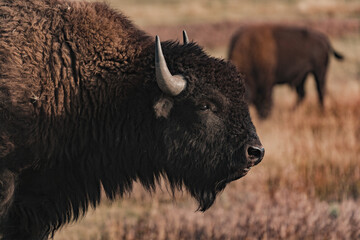 american bisons in the field in yellowstone national park
