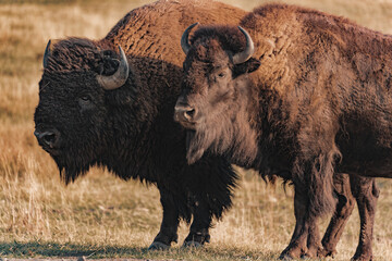 american bisons in the field in yellowstone national park