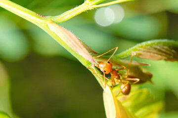 Red ants perched on a branch