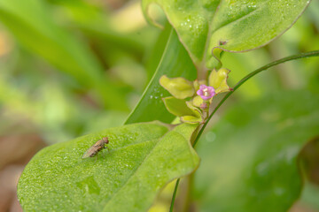 Fly