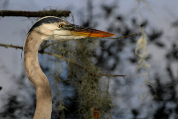 great blue heron