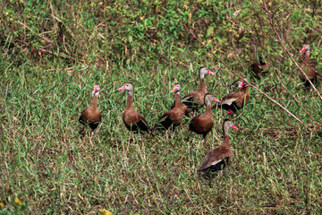 Whistling Duck