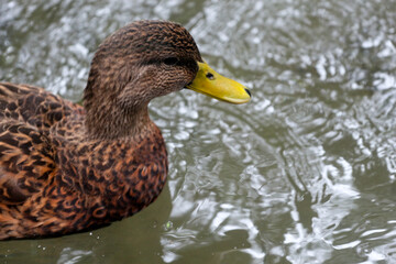 Duck in the water 