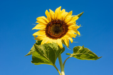 Sunflower blooming in the field on blue sky background.Yellow flower garden and copy space.