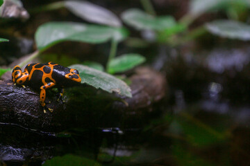 Orange Poison Dart Frog 