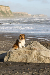 sheltie shetland sheepdogs on rock at the beach