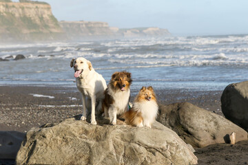 2 sheltie shetland sheepdogs and white cross bred dog on rock at the beach