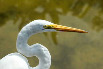 Portrait of a White Egret 