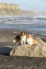 2 sheltie shetland sheepdogs on rock at the beach