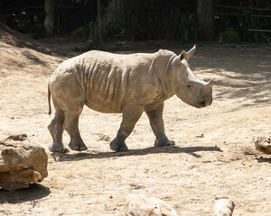 Obraz premium baby rhino 