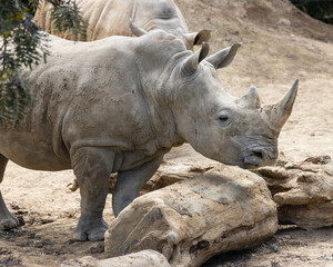 Obraz premium rhino in the zoo