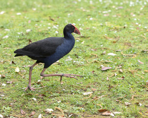 nz pukeko running in the grass