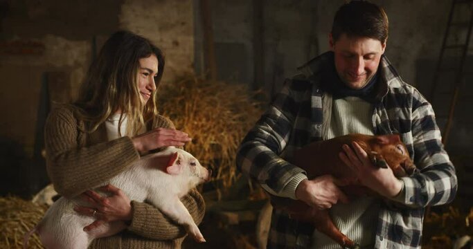 Cinematic shot of young happy proud farmers caressing with love and care ecologically grown newborn piglets used for biological genuine products industry in pigpen of countryside pigs breeding farm.