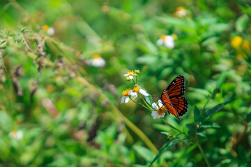 butterfly on a flower