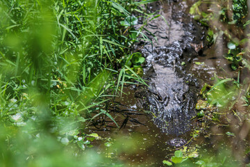 Alligator in the swamp 