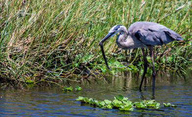Blue Heron eating a snake 