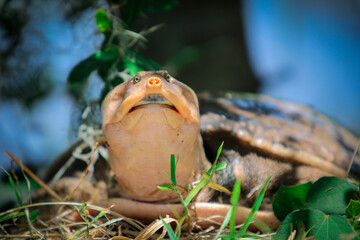 Portrait of a wild softshell turtle 