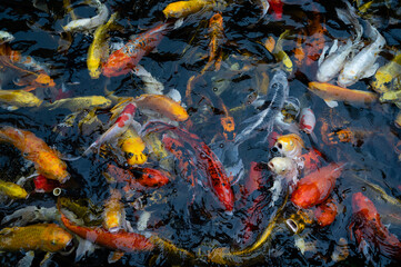 Fototapeta na wymiar Colorful koi carp fish swimming in the pond.