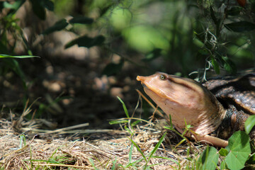 Portrait of a wild softshell turtle 
