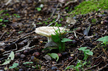 mushroom in the forest