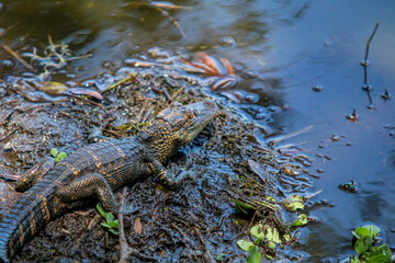 alligator near the water