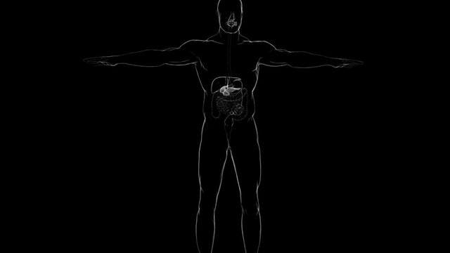 Human Gall Bladder Anatomy With Digestive System For Medical Concept