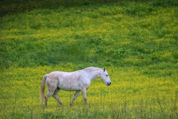 Obraz na płótnie Canvas White horse in a field 