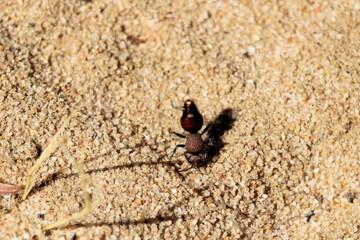 Badge Velvet Ant (Ephutomorpha maculata), South Australia