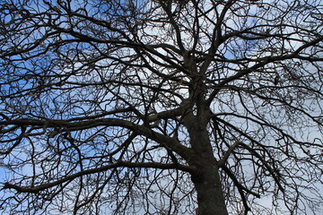 Winter tree against blue sky