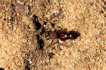Badge Velvet Ant (Ephutomorpha maculata), South Australia
