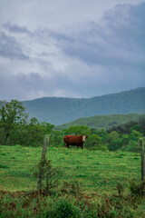 Naklejka premium Cow in the mountains 