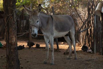 Obraz na płótnie Canvas Lonely donkey in stable on farm