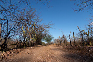 Fototapeta na wymiar Road path with dirt and dry vegetation