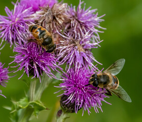 A close up of milk thistle blossoms with bumble bees collecting pollen.