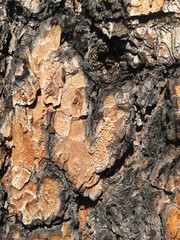 Heart-shaped bark on a pine trunk. Valentine's Day. Vertical orientation