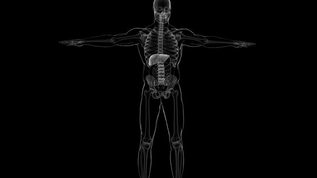 Human Liver Anatomy With Digestive System For Medical Concept 3D