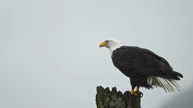 Bald Eagle (Haliaeetus leucocephalus) eating fish after a successful hunting for salmon in Fraser Valley, British Columbia, Canada