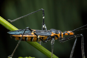 Insecto asesino beneficioso