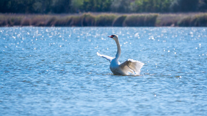 Graceful white Swan swimming in the lake and flaps its wings on the water. Valentine's Day background