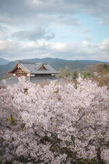 京都府 将軍塚青龍殿 桜 