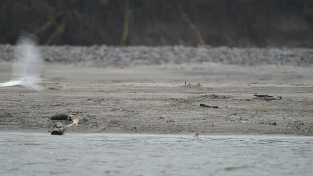 Bald Eagle (Haliaeetus leucocephalus) eating fish after a successful hunting for salmon in Fraser Valley, British Columbia, Canada