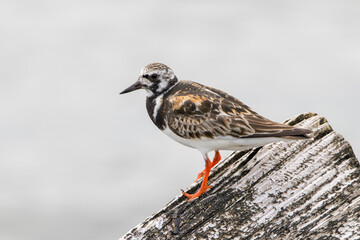 A Ruddy Turnstone