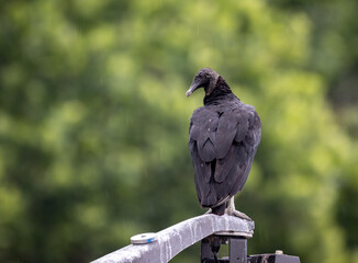 Black vulture on Lightpost