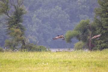 Canada Geese Coming in For Landing