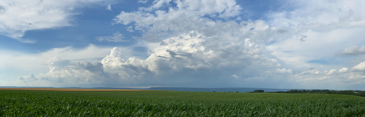 Corn Field Panorama