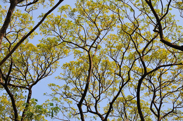 Tree Branches and Leaves on Blue Sky