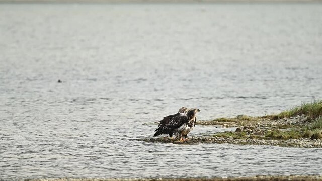 Bald Eagle (Haliaeetus leucocephalus) eating fish after a successful hunting for salmon in Fraser Valley, British Columbia, Canada