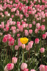 Single yellow tulip among the field of pink tulips.