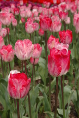 Closeup of bicolor pink and white tulips at Mt. Vernon, Washington state, USA . Selective focus. 	