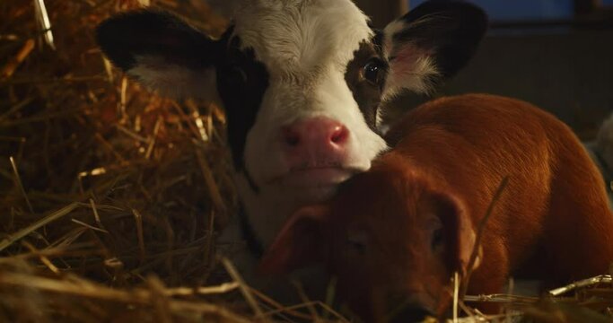 Cinematic close up shot of ecologically grown newborn calf and brown piglet used for biological genuine products industry lying on hay in countryside breeding farm. Concept: eco, bio,vegetarian, vegan